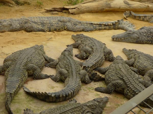 La ferme aux Crocodiles à proximité de l'hôtel du Centre de Pierrelatte, tarifs spéciaux